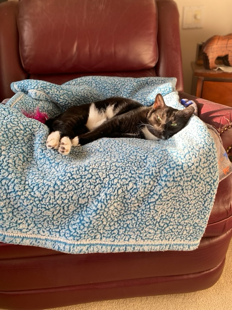 A tuxedo cat sleeping in a blue blanket with a pink monster toy.