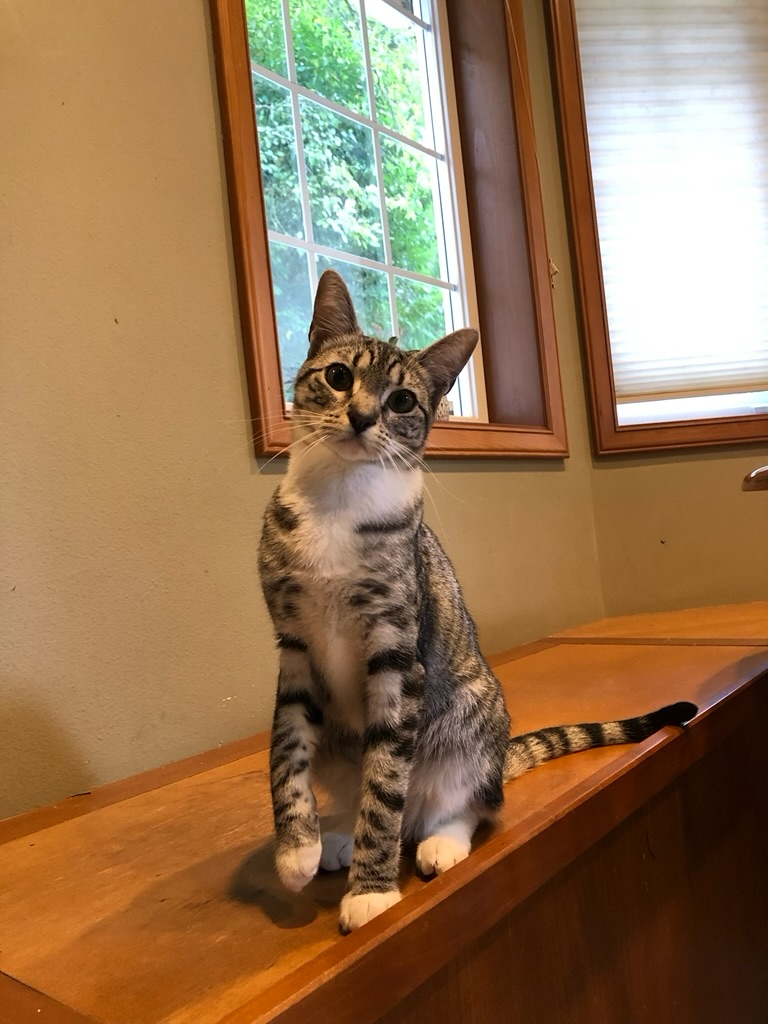 A gray tabby cat sitting upright on a wooden bay window bench.